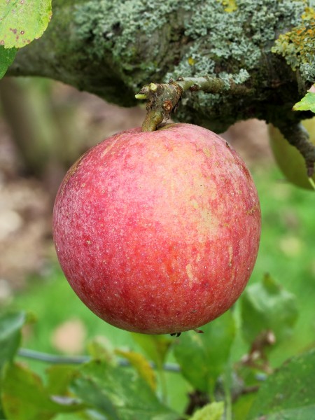 Malus domestica Allington Pippin 04