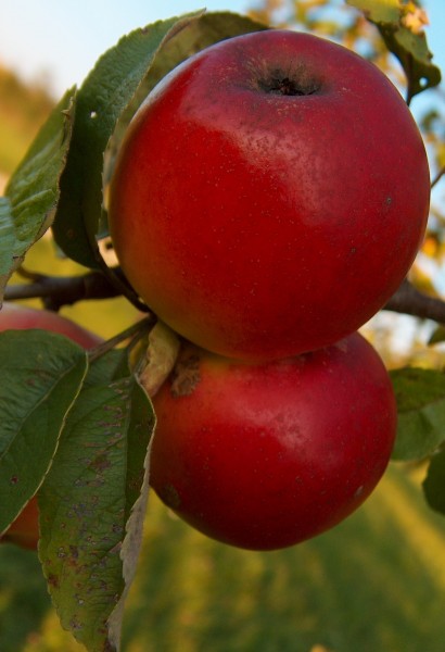 Malus Kronprinz-Rudolf