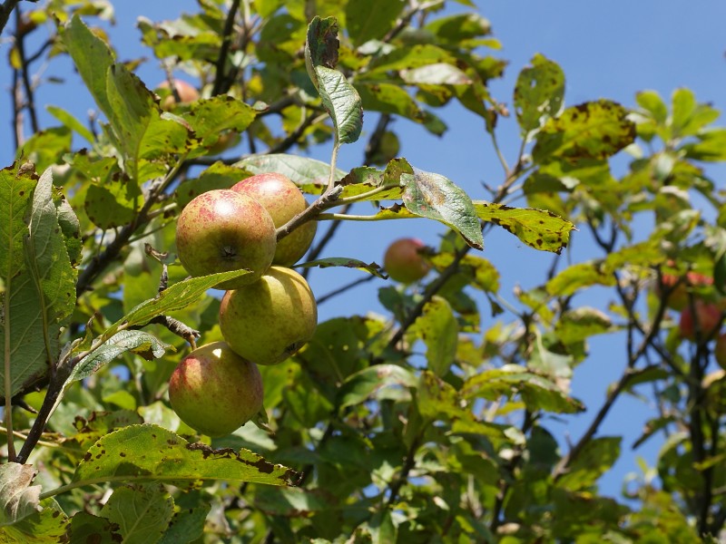 Malus sylvestris fruits