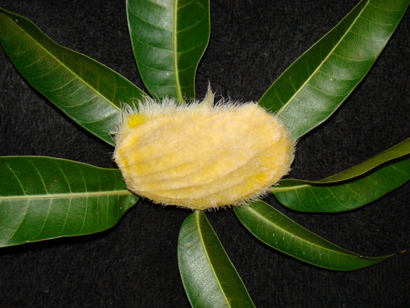 Mango Alphonso06 Asit