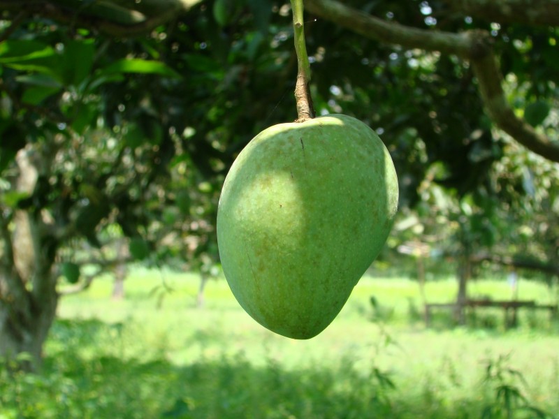 Mango Bangladesh (3)