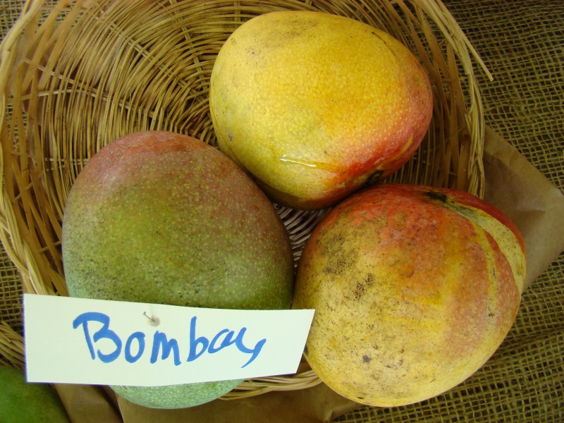 Mango Bombay Asit fs8