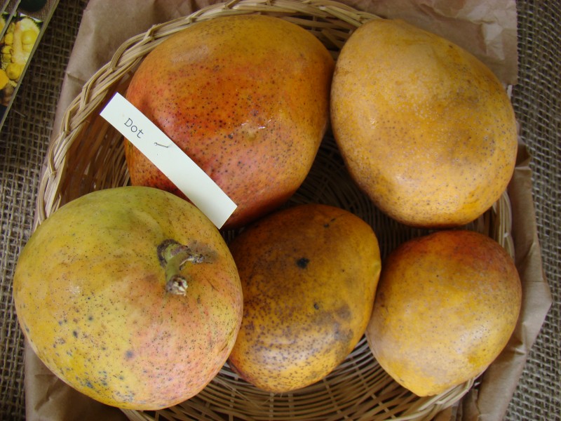 Mango Dot Asit fs8