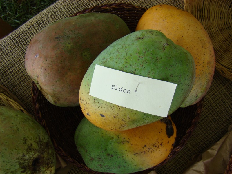 Mango Eldon Asit fs8