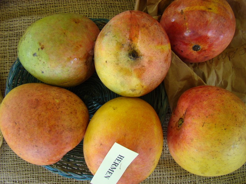 Mango Hermen Asit fs8