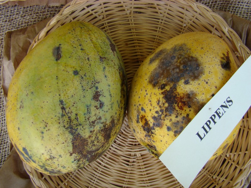 Mango Lippens Asit fs8