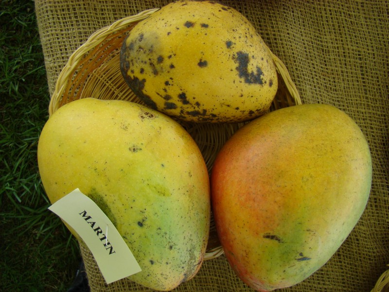Mango Martin Asit fs8
