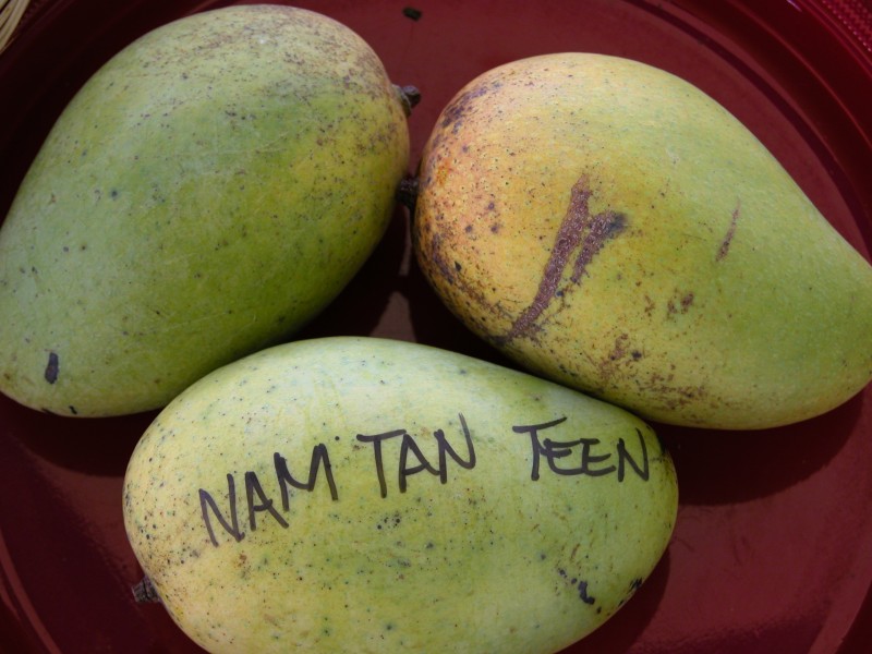 Mango NamTamTeen Asit fs