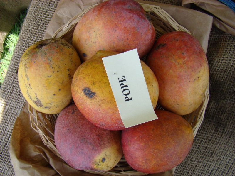 Mango Pope Asit fs8