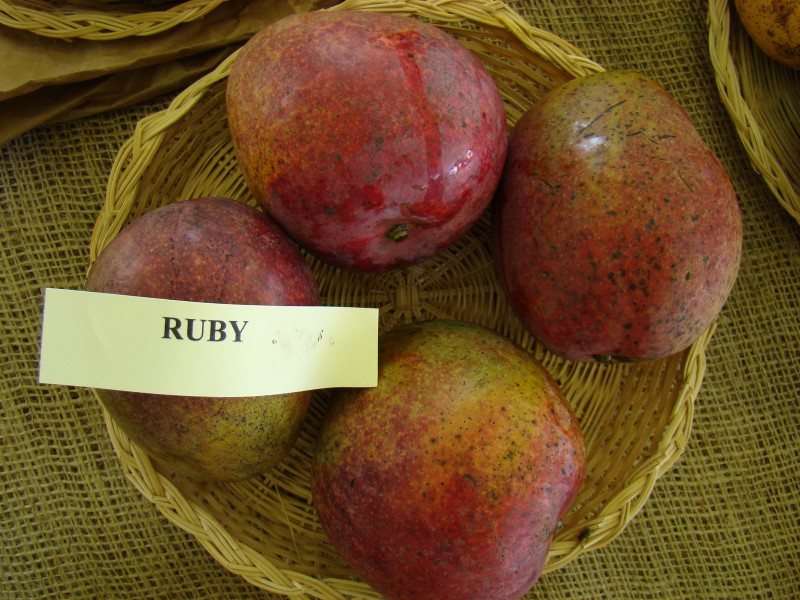 Mango Ruby Asit fs8