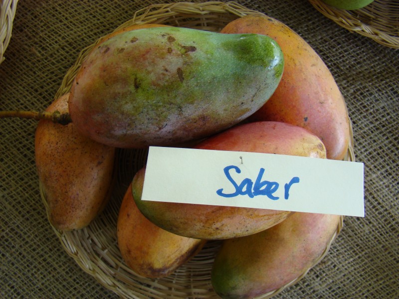 Mango Saber Asit fs8
