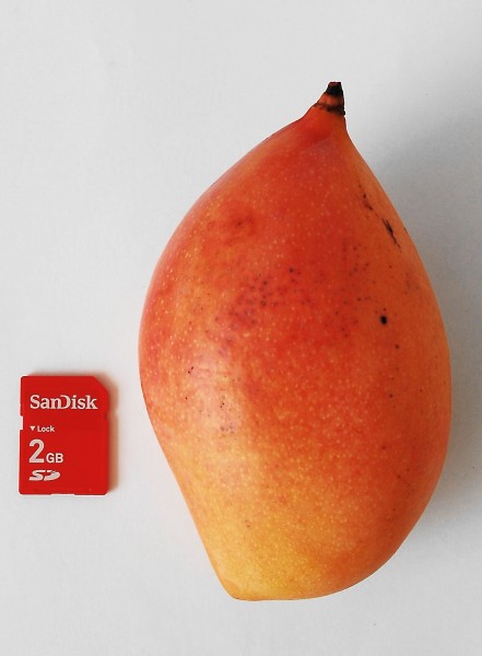 Mango thottapuri