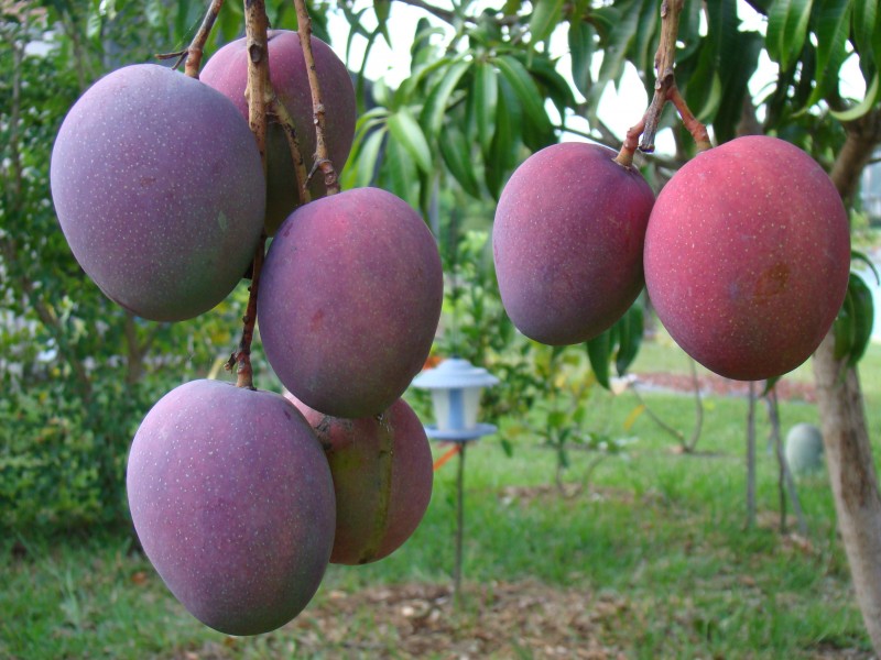 Mangoes on a tree