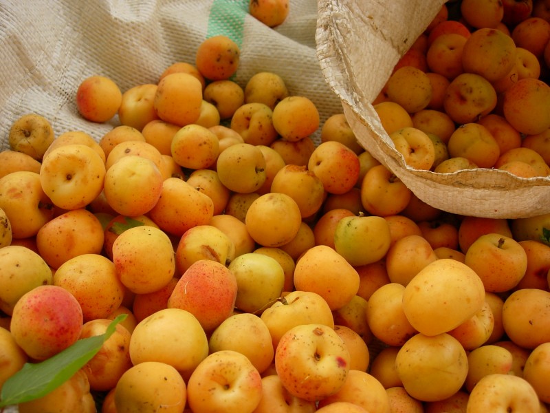 Many apricots