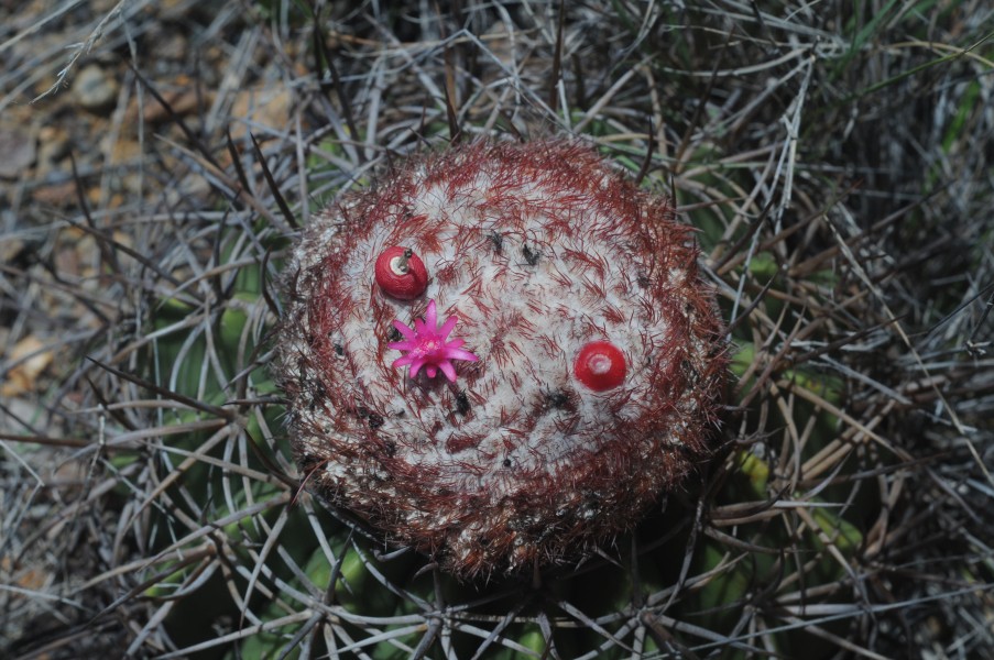 Melocactus curvispinus fruit