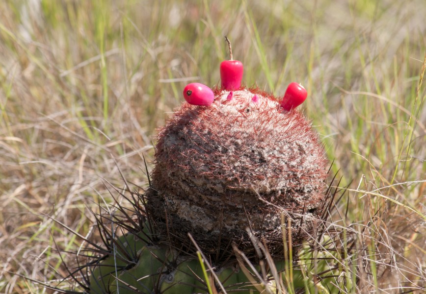 Melocactus fruit