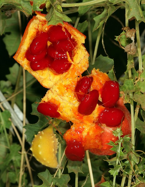 Momordica balsamina 1DS-II 1-6883