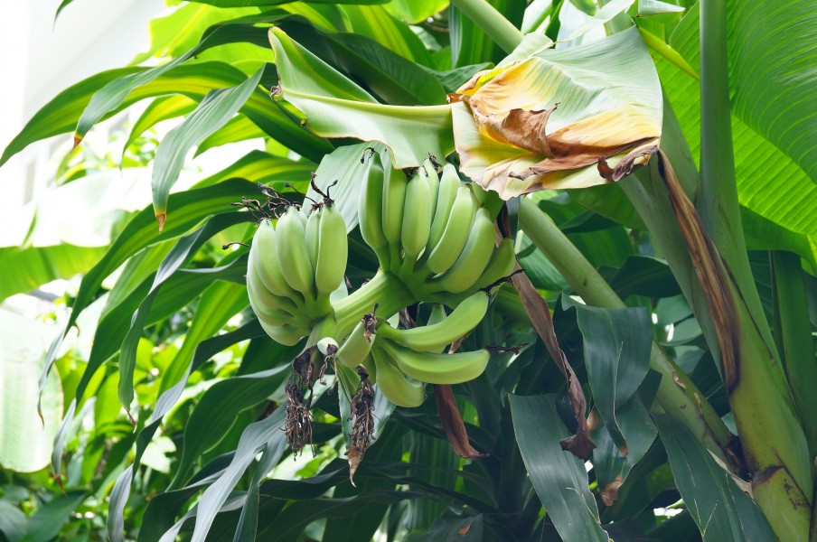 Musa acuminata × balbisiana 01