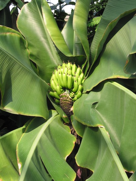 Musa JPG02