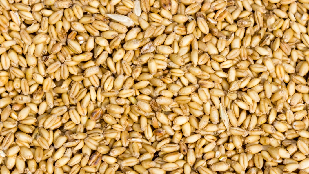Naked wheat(Triticum aestivum) in Nepal-September 27, 2016-IMG 8015