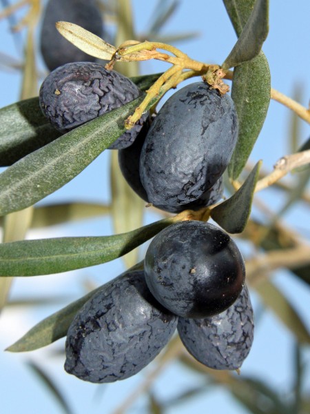 Olea europaea 007