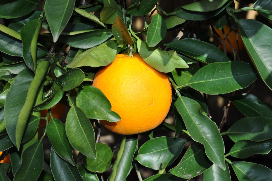 Orange on the tree