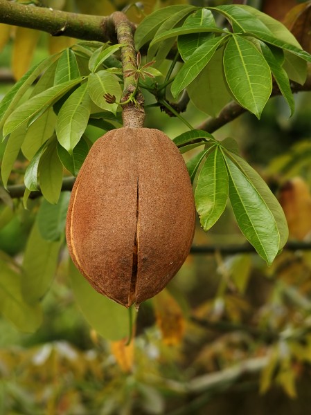 Pachira aquatica (fruit)