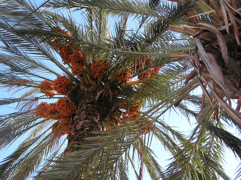 Palm Cyprus