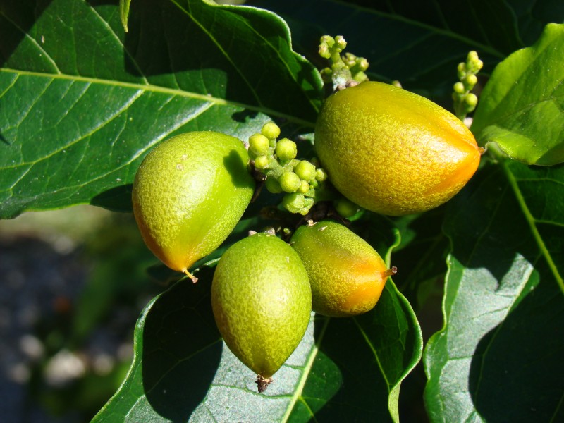 PeanutButterFruit2 ECHO Asit