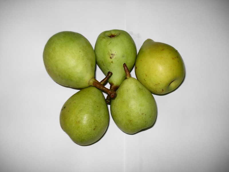 Pear (Nashpati)