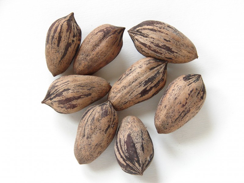 Pecans-4352