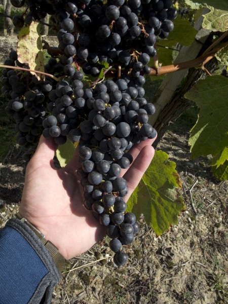 Pinot Noir