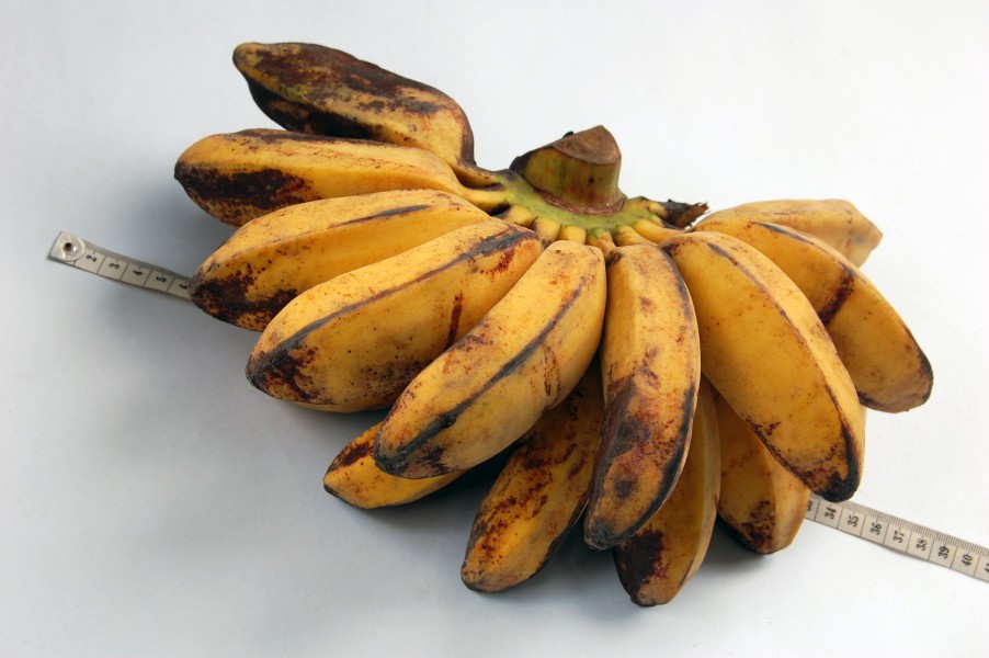 Pisang