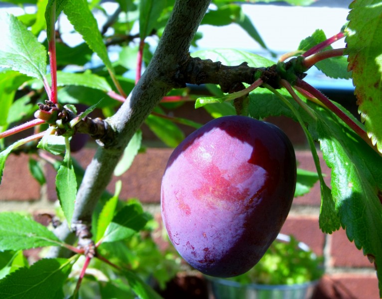 Plum (14425230860)