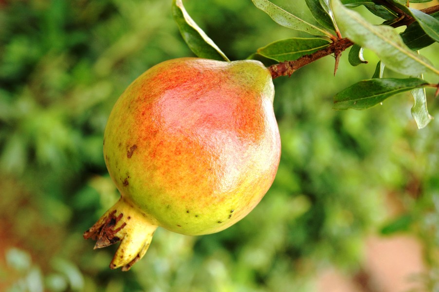 Pomegranite Fruit India