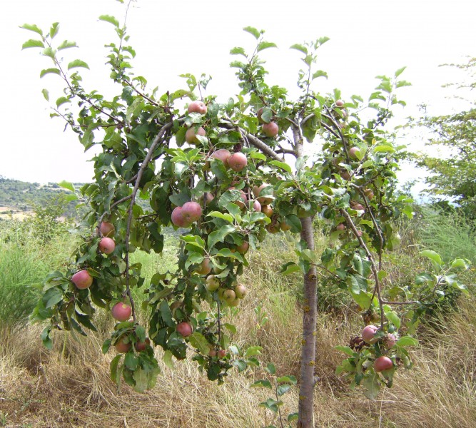 Pomera vinclada1