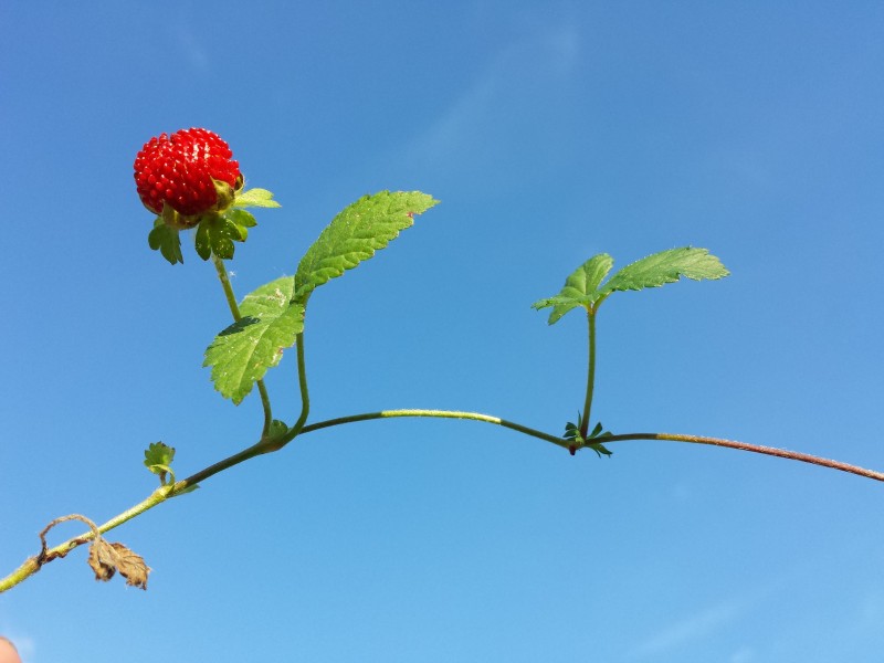 Potentilla indica sl3
