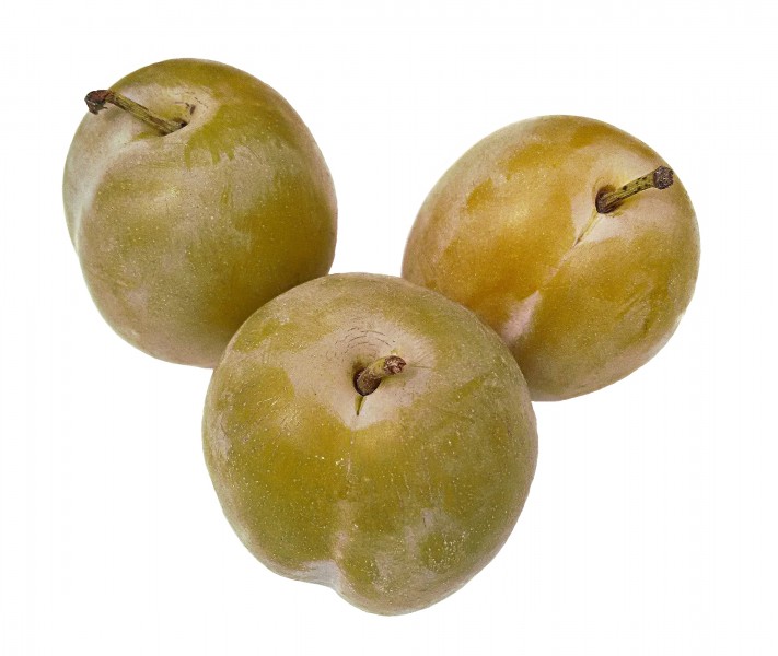 Prunus on white background