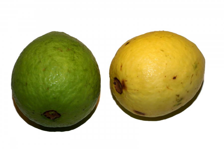 Psidium guajava (fruit)