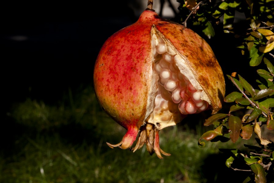 Punica granatum fruit (2)