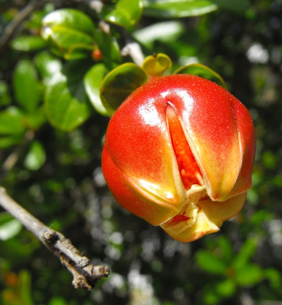 Punicatanyosho