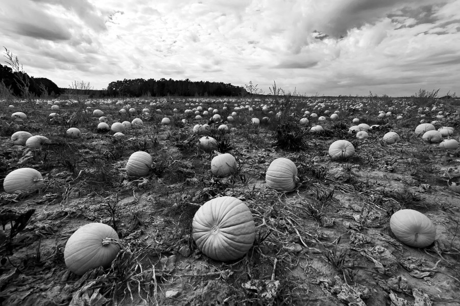 Putrid pumpkins in cloister garden Abenberg