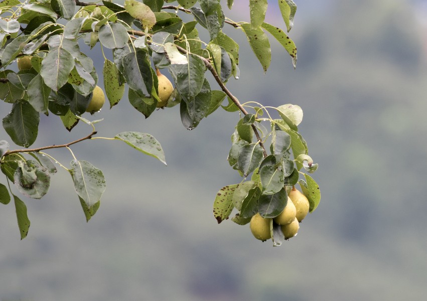 Pyrus - Pears, Giresun 2017-07-05 01-4