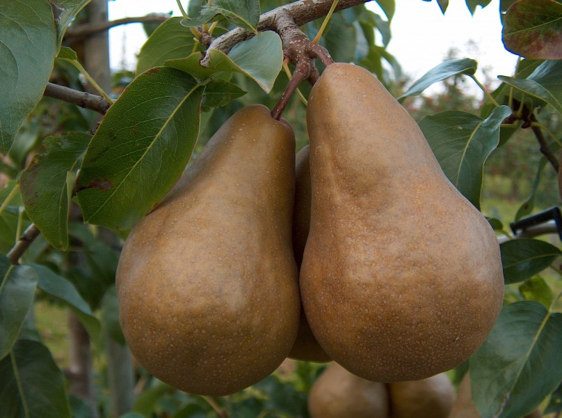 Pyrus Boscs