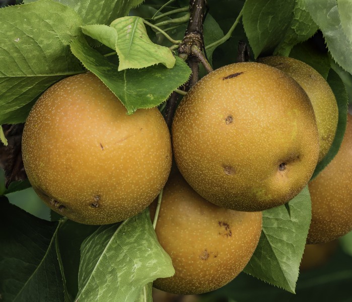 Pyrus pyrifolia fruit on tree 1-PS LR