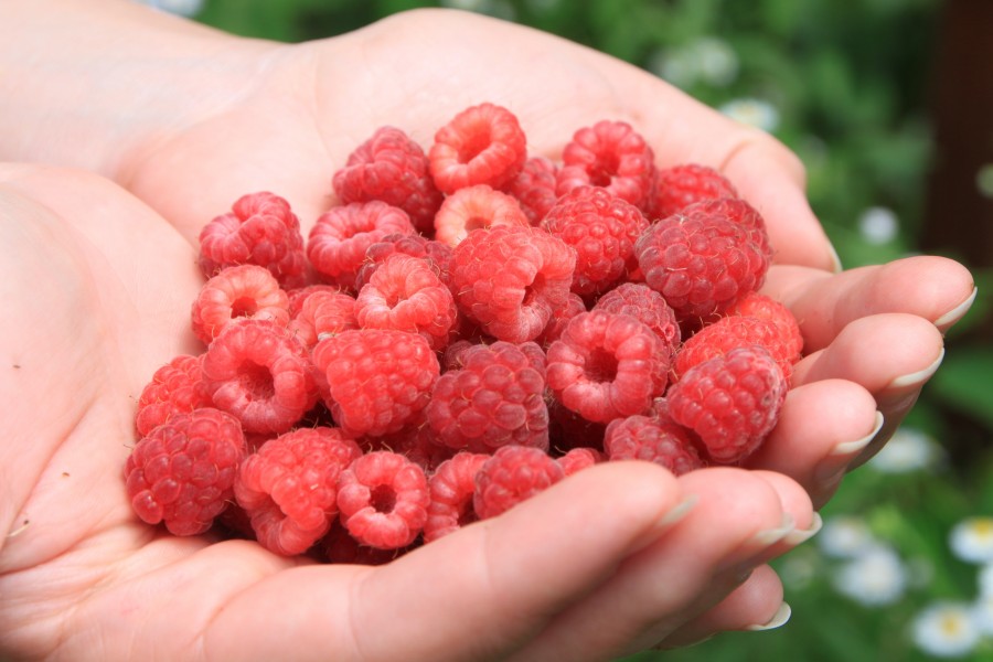 Raspberries in hands, close-up