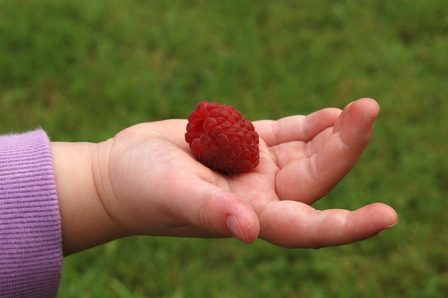 Raspberry on child's hand.