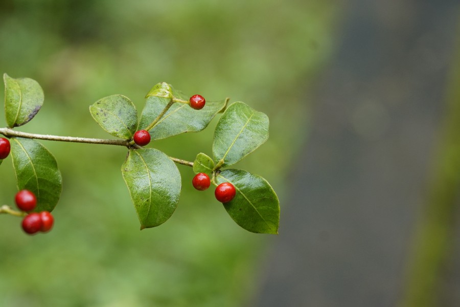 Rauvolfia tetraphylla 1509