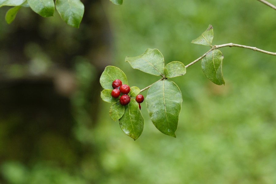 Rauvolfia tetraphylla 1554