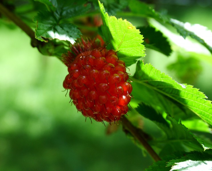 Red-salmonberry